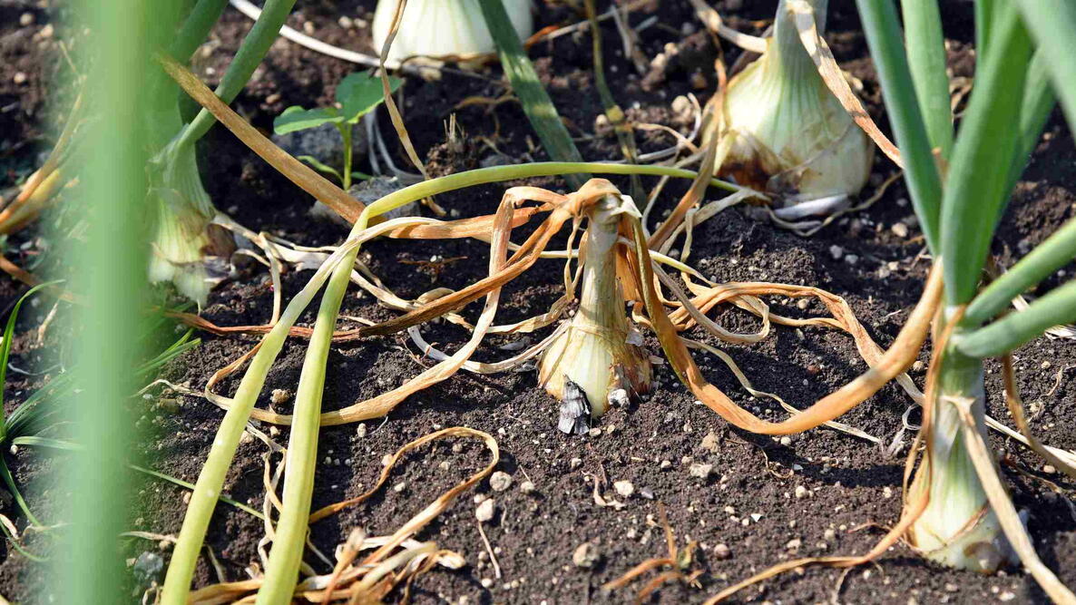 plant disease, onion rot in production field