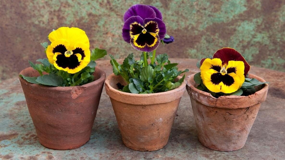 Image of Pansies plant