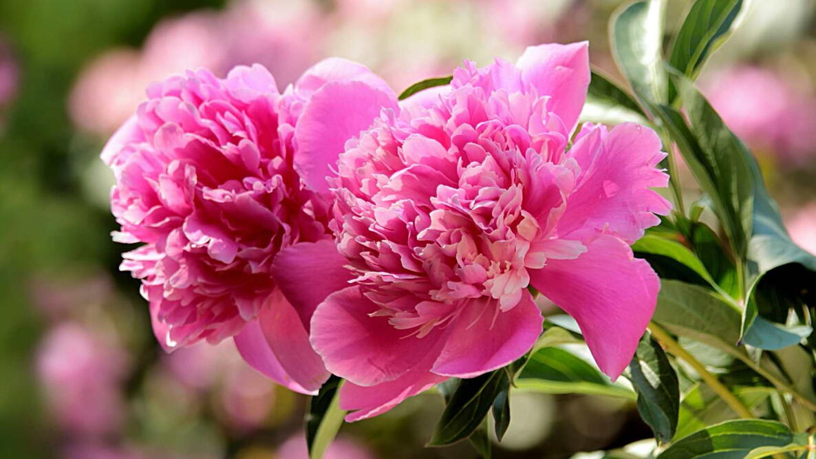 Peonies Planting Growing and Caring for Peony Flowers The Old