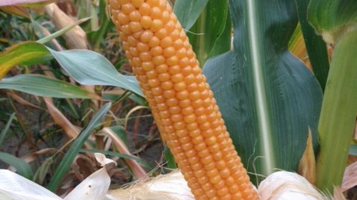 Popcorn clearance from corn