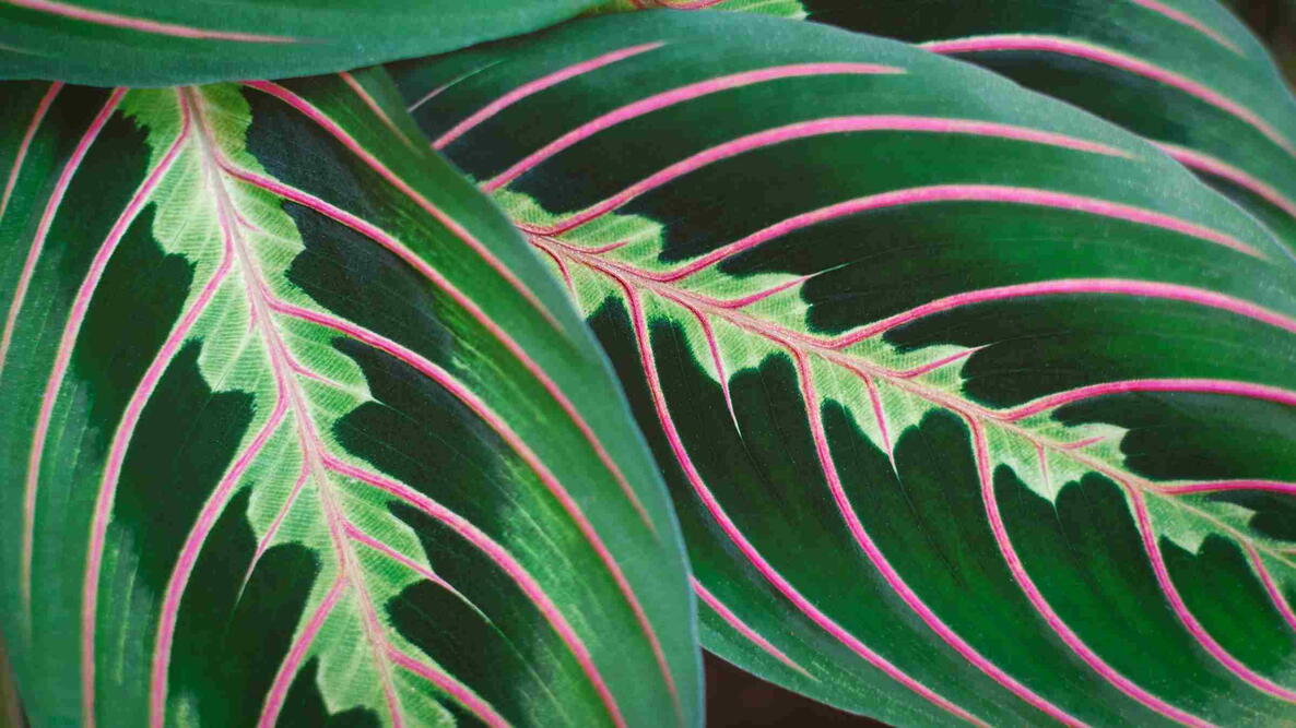 Maranta leuconeura, Prayer plant close up. Bicolor leaves texture.