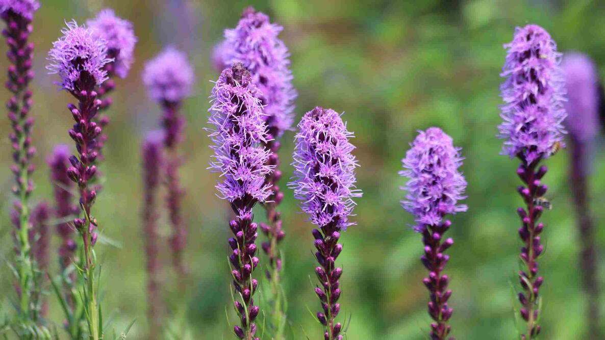 Purple liatris spicata flowers with green leaves,