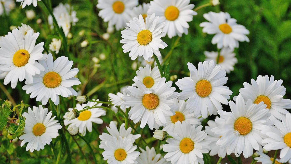 Image of Shasta daisy, a daisy that blooms all summer