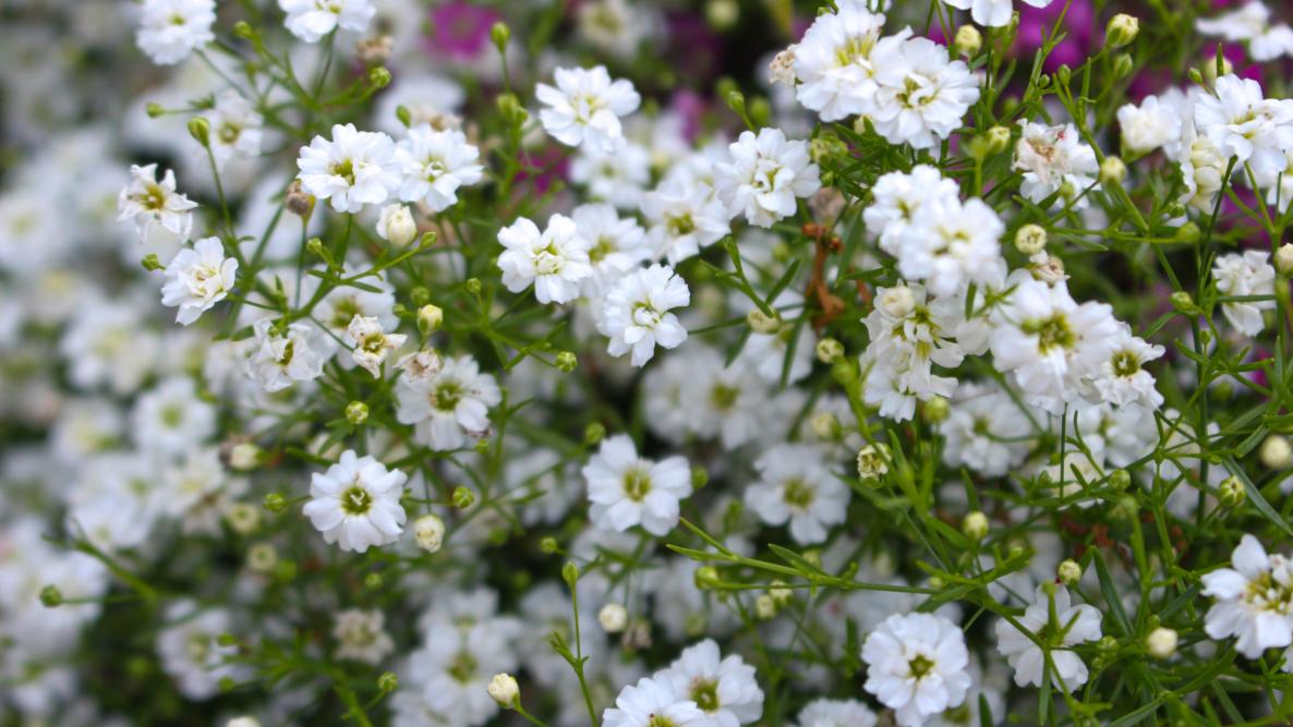 Baby's Breath: How to Plant, Grow, and Care for Baby's Breath Flowers  (Gypsophila)