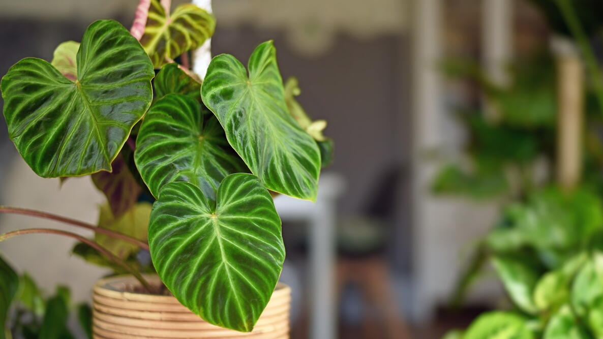 A philodendron in a pot
