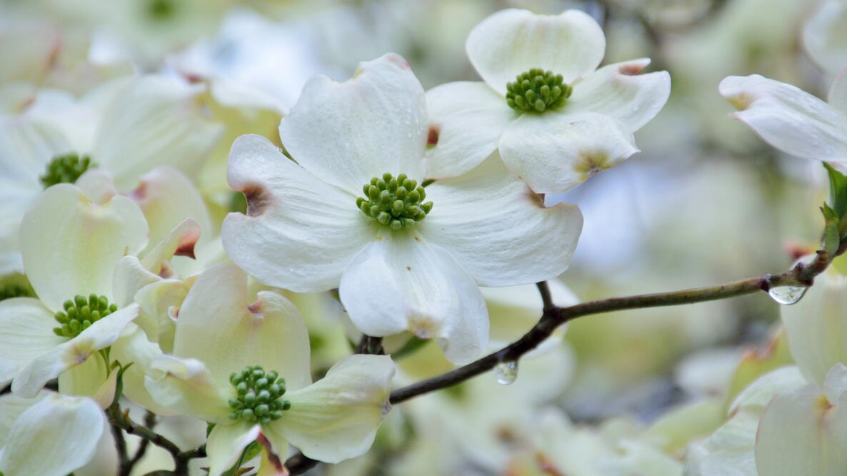 Flowering Dogwood