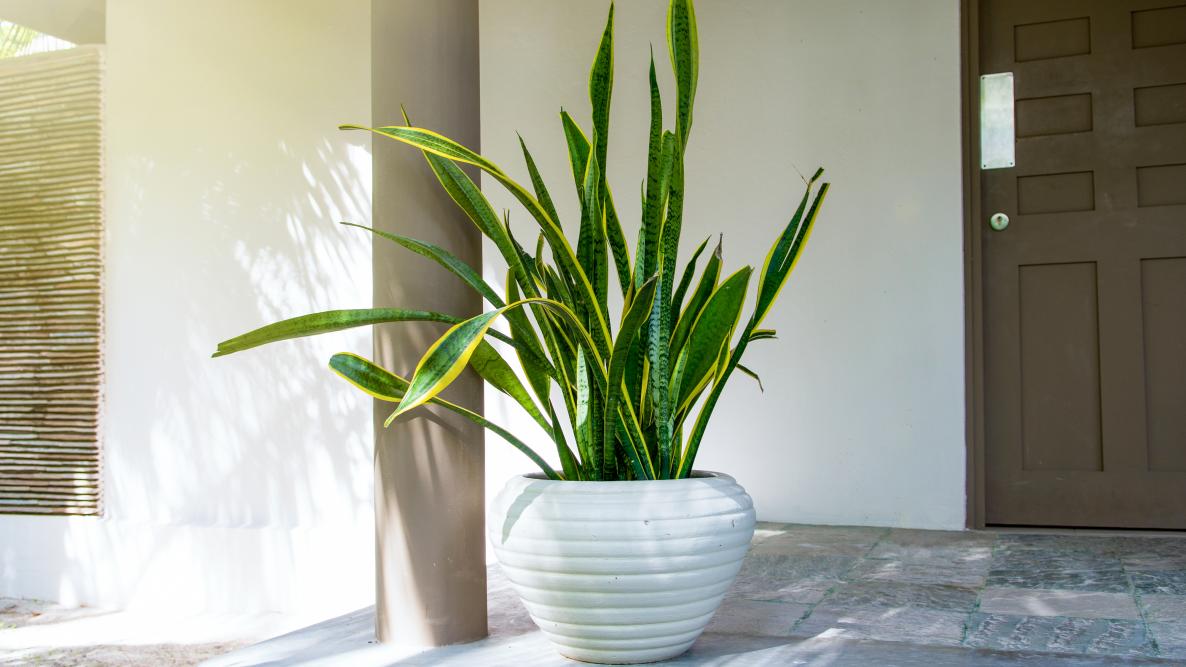 Image of Snake Plant tall container plant for shade
