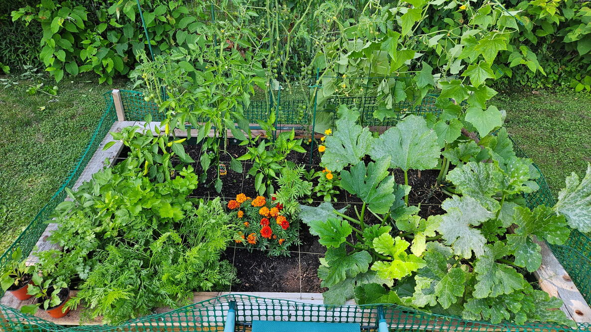 Square-Foot Garden Harvest
