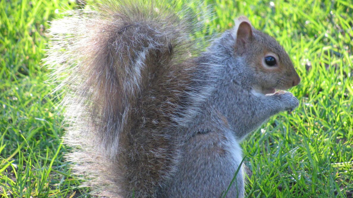 Squirrels How to Get Rid of Squirrels in the Home Garden The
