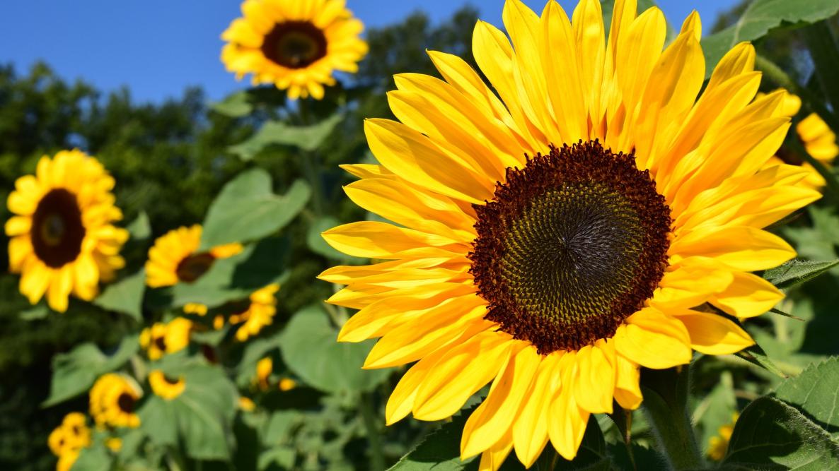 Image of Sunflower summer plant