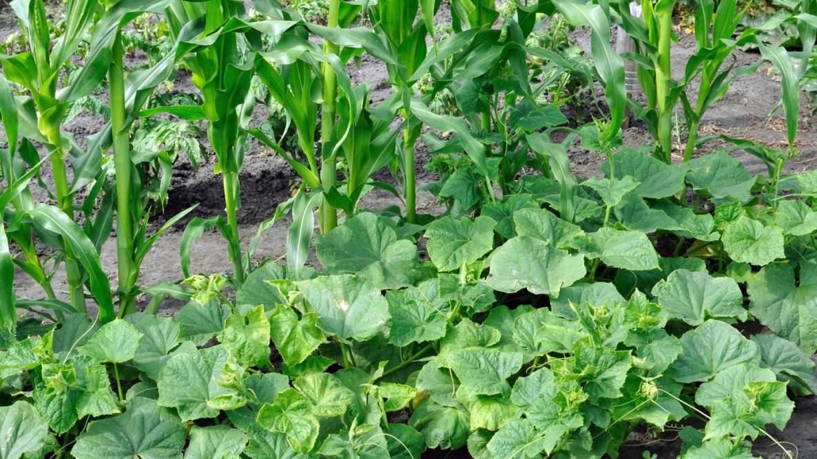 Image of Corn, squash and runner beans companion planting