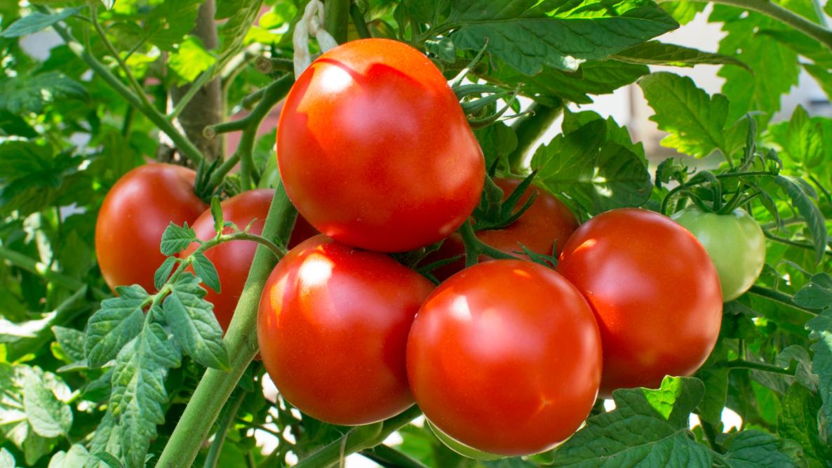 How To Start a Tomato Farming Business In Africa