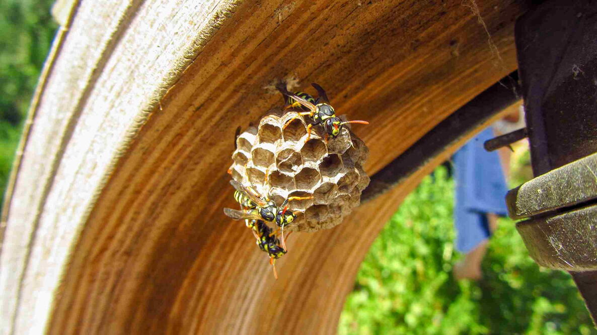 Wasps swarm on their paper nest as it hangs from an outdoor structure.