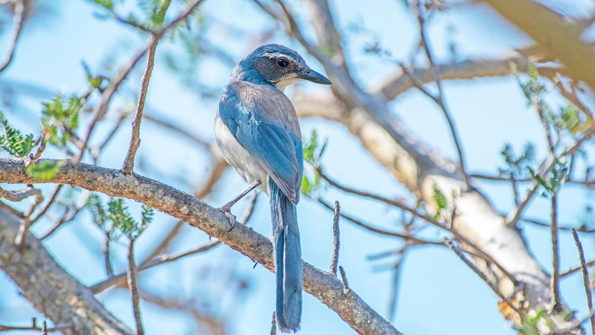 western scrub-jay perching on a branch