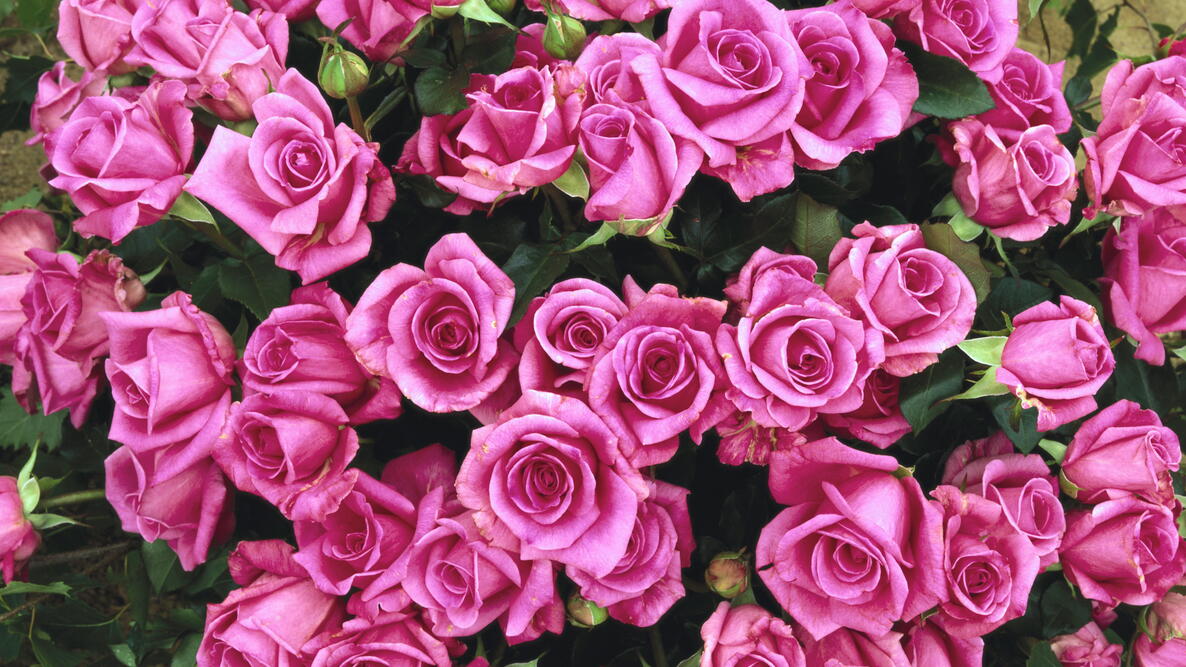 pink roses