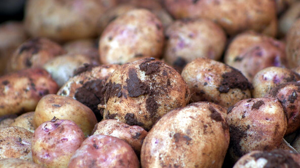 dirty Potatoes in the root cellar