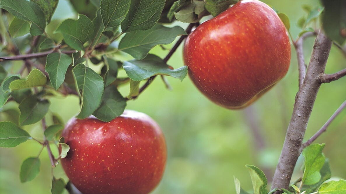 Apples handing on a tree
