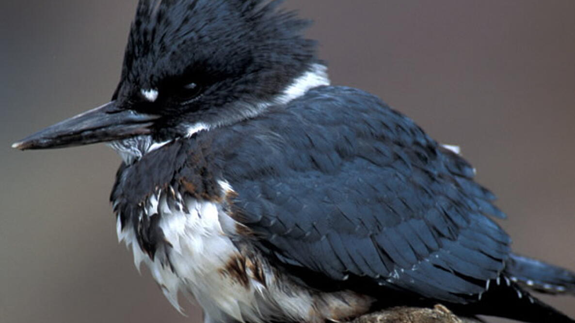 Belted Kingfisher bird