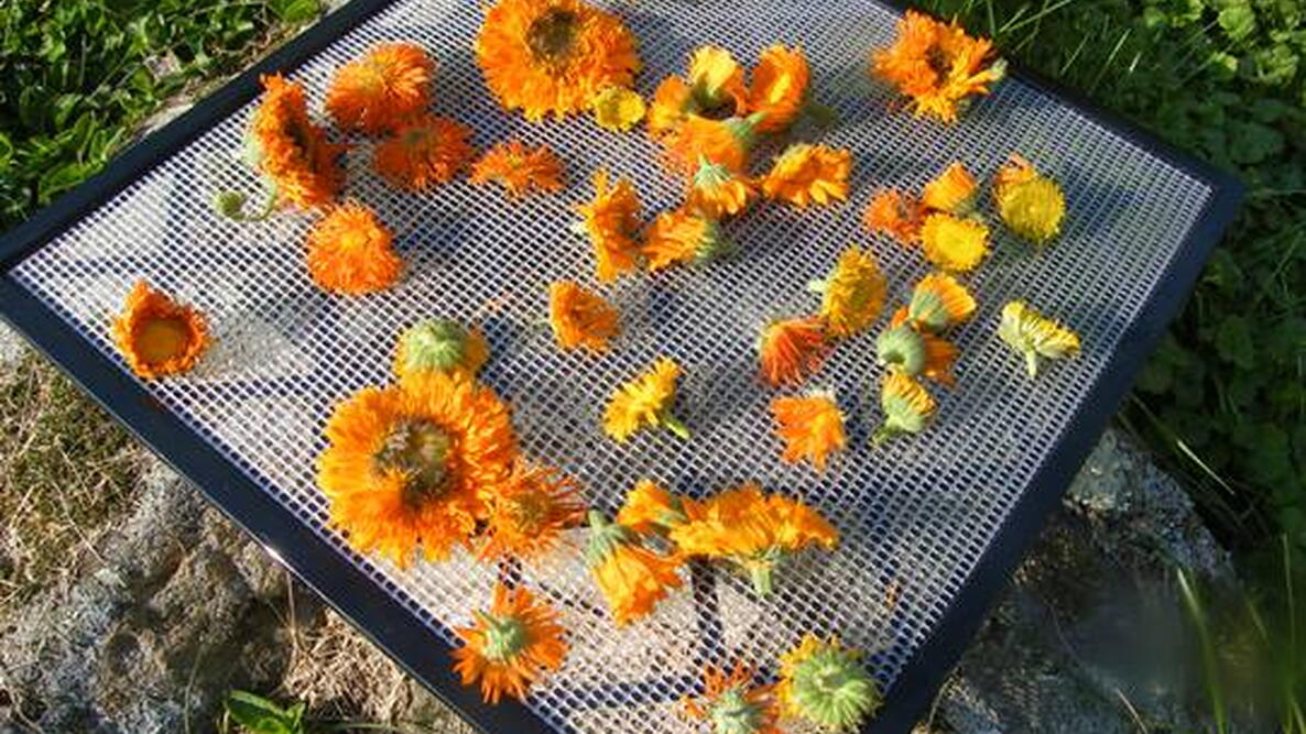 drying calendula flowers on a rack