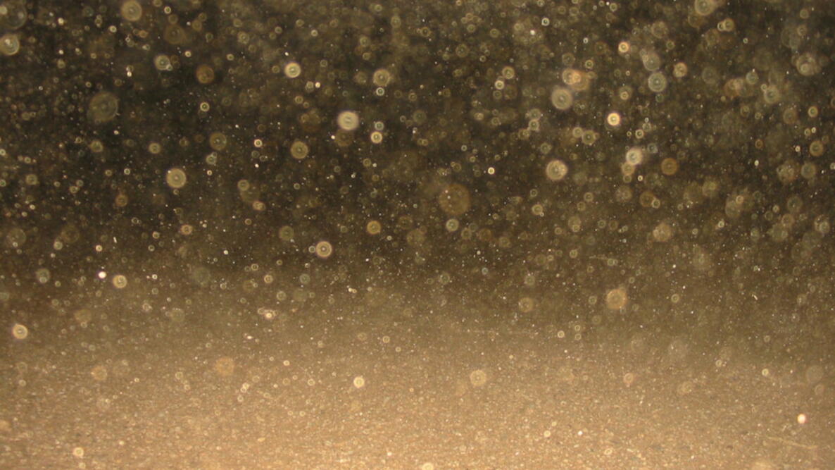 Dust particles 