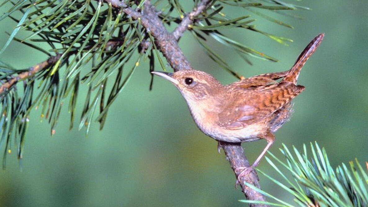 House Wren 