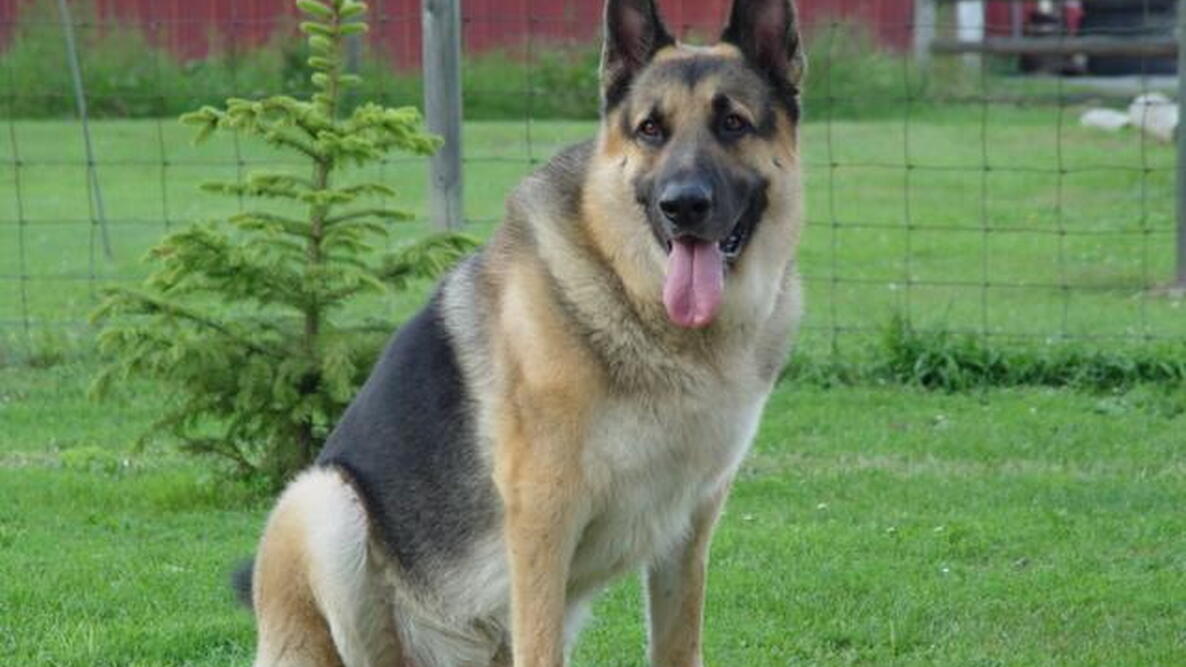 german Shepard dog sitting in the grass