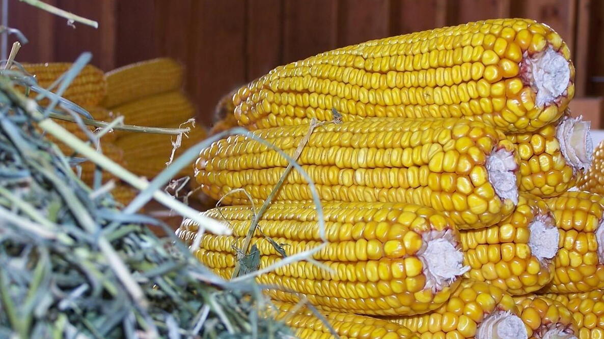 corn cobs drying in the barn