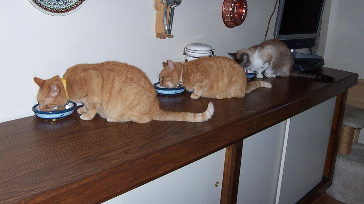 three cats on a table, all eating dinner out of their own bowls