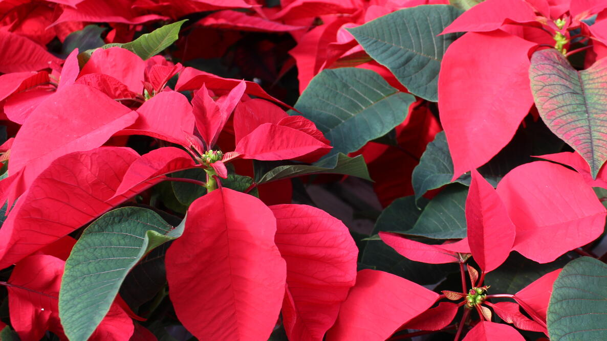 Poinsettia, the red Christmas flower.