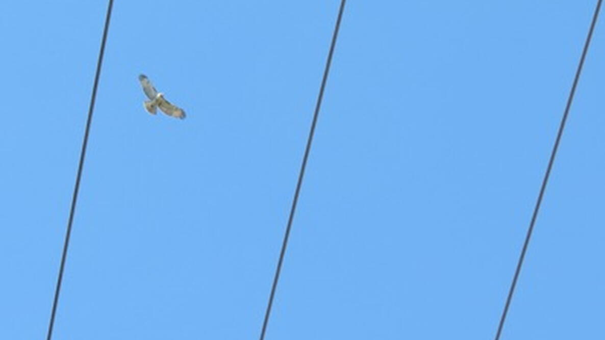 red-tailed hawk flying over telephone wires