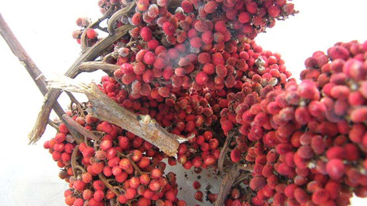 Sumac berries on the tree