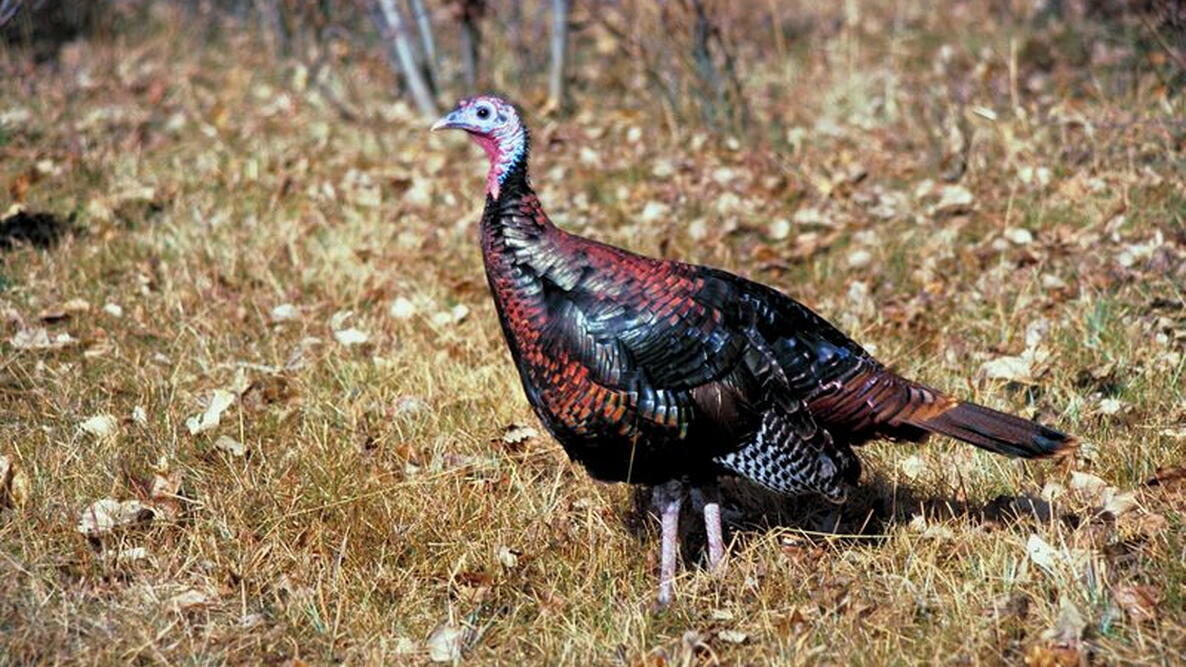 Wild Turkey in a field
