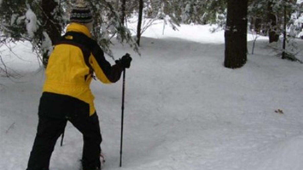 Walk in the Woods in the winter