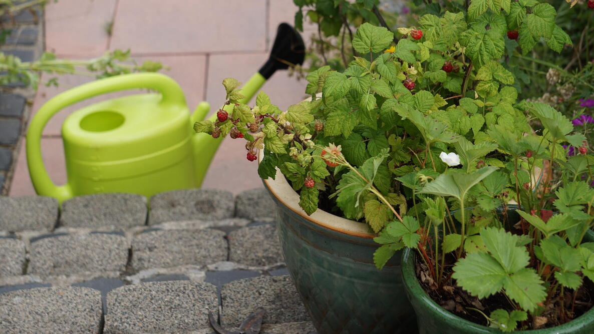 raspberry bushes growing in a pot next to a watering can 