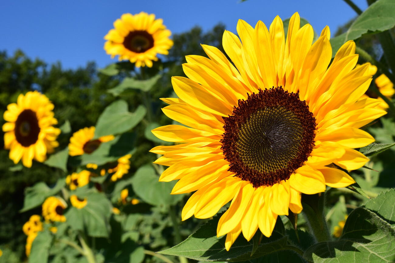 Giant Sunflower Growth Chart