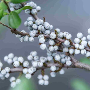Close-up of gray wax-coated berry clusters on a northern bayberry shrub branch