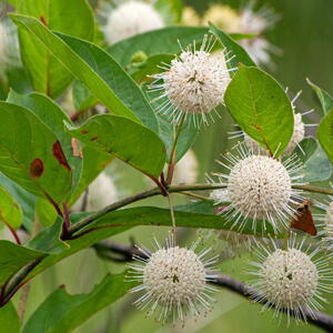 Buttonbush (Cephalanthus occidentalis)