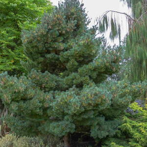 Dwarf Eastern white pine with blue-green needles growing in a residential garden