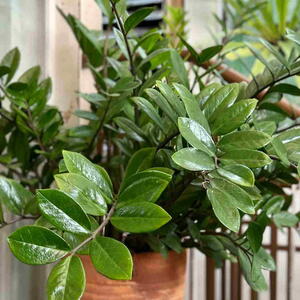 ZZ plant in a container