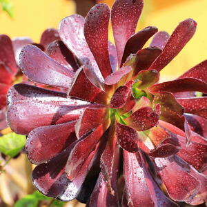 Aeonium with a large rosette of glossy burgundy leaves and a green center.
