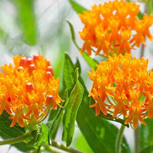 Butterfly weed (Asclepias tuberosa) in bloom with bright orange flowers