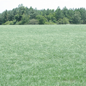 Bahiagrass mowed