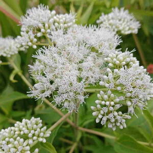 Boneset for the Garden