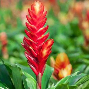 Bromeliad (Veriesea) 