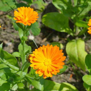 Bright orange calendula flowers blooming in a sunny garden bed