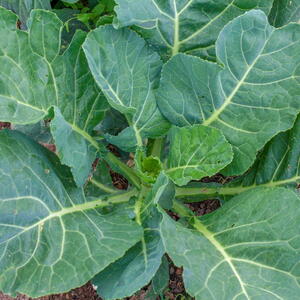 Top-down view of a collard green plant in the garden