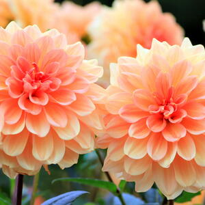 Peach dahlias blooming in the garden