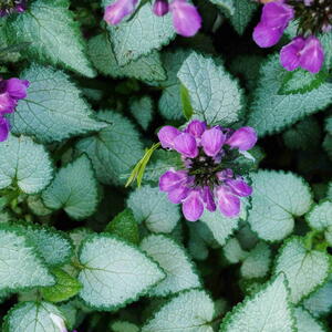 Spotted dead nettle with purple flowers and silvery leaves edged in green.