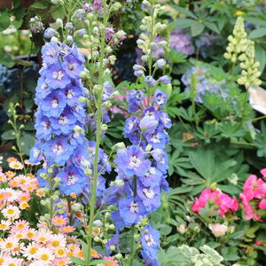 purple delphinium flowers in a cottage garden