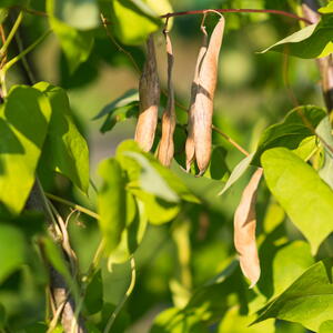 ripe pods of Kidney Beans growing on the plant